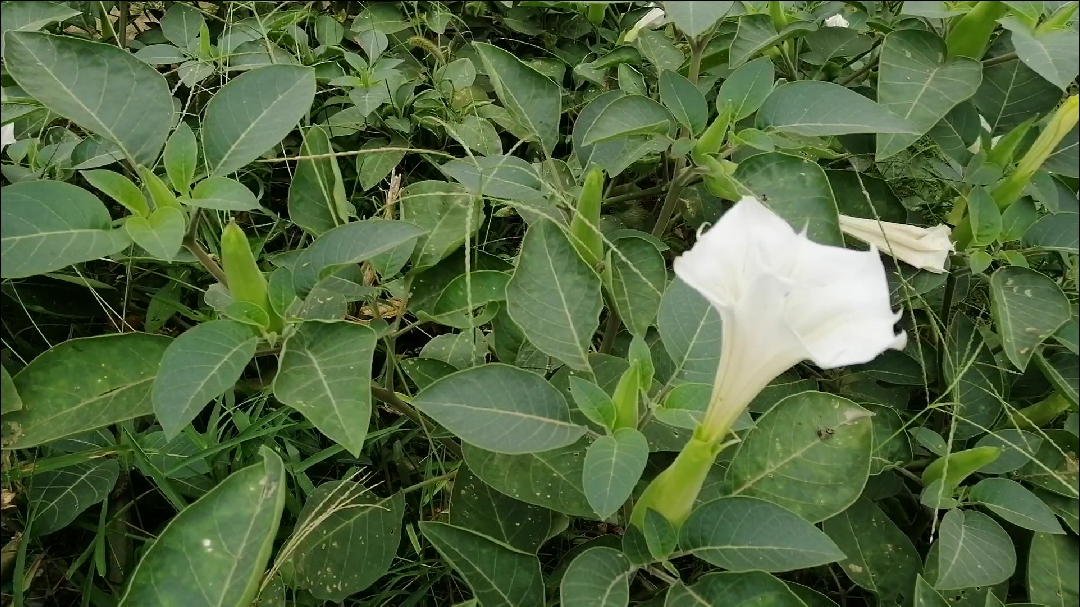 乡野常见植物,古代蒙汗药就是从花里提取出来的。猜猜它的名字?