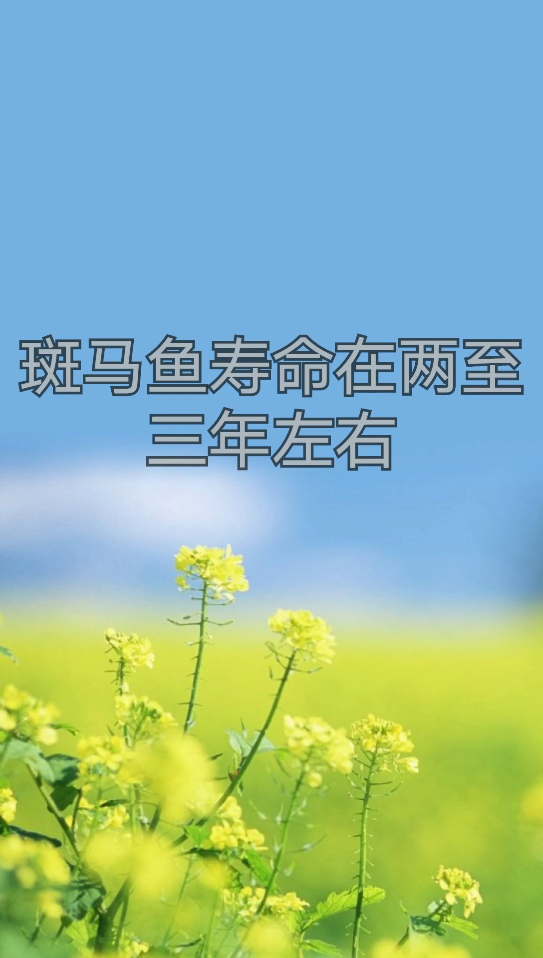 我来告诉你斑马鱼寿命