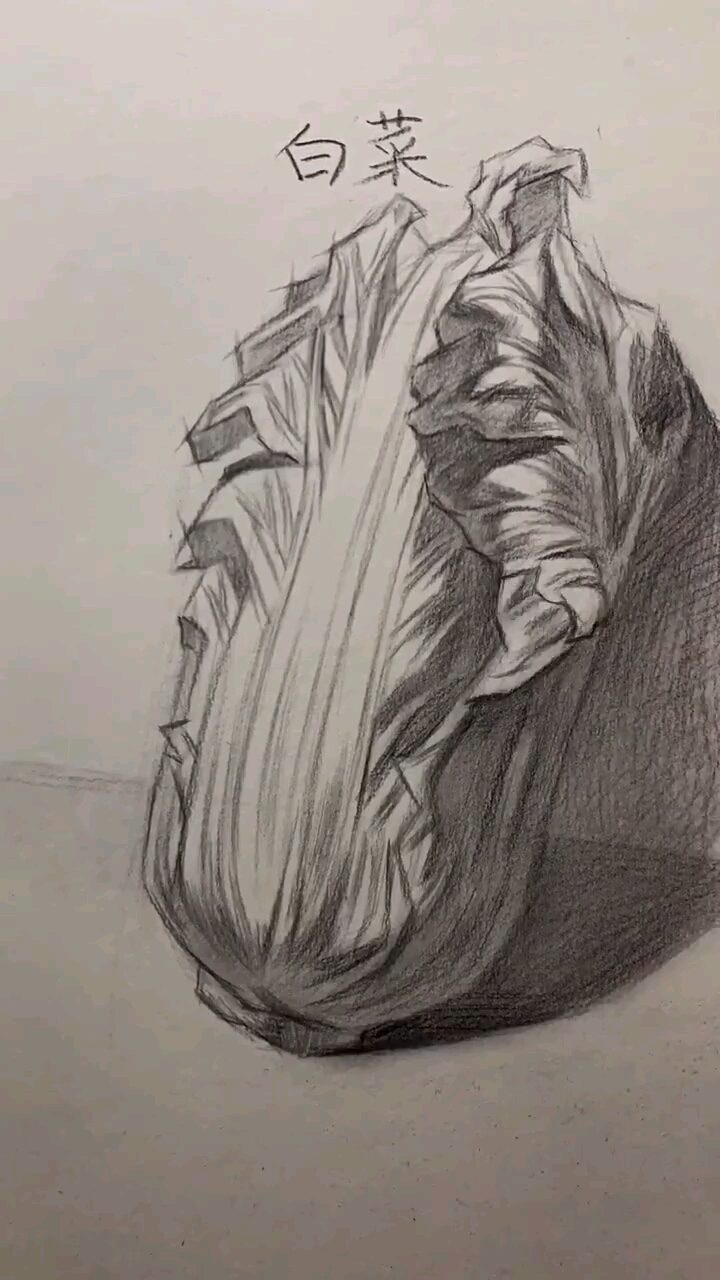白菜是生活中和素描中最为常见的蔬菜之一想画好白菜首先要对圆