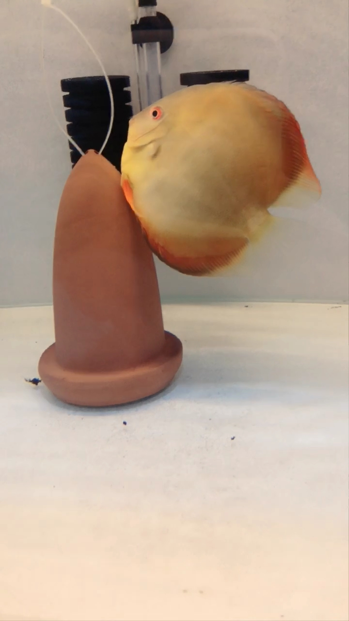 生宝宝喽