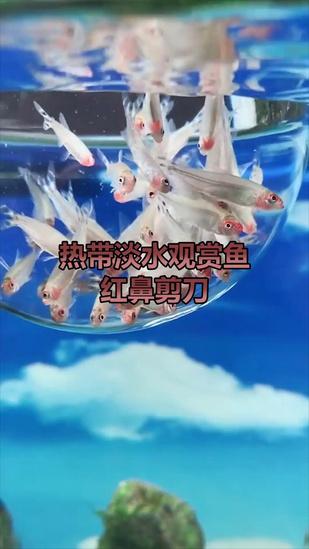 红鼻剪刀鱼,观赏鱼,欣赏一下吧 适合群养