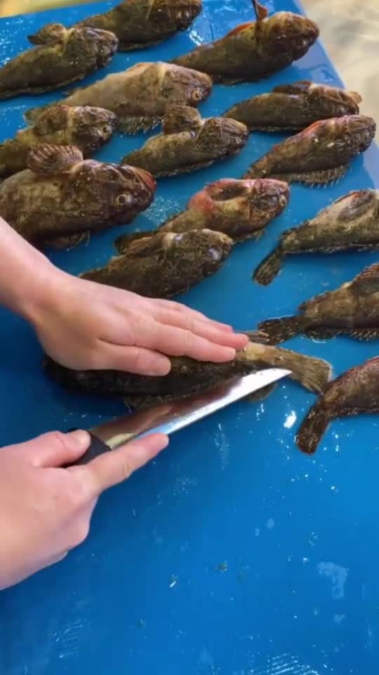 小虎头鱼分割清理,看完视频你也会哟