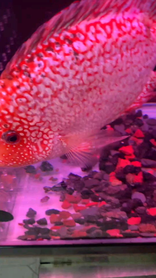 #小小爱宠萌化你#退沙的大胖子