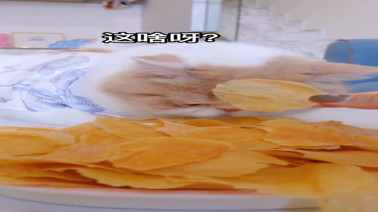 给大家看猫咪怎么吃薯片的,看得我都饿了!