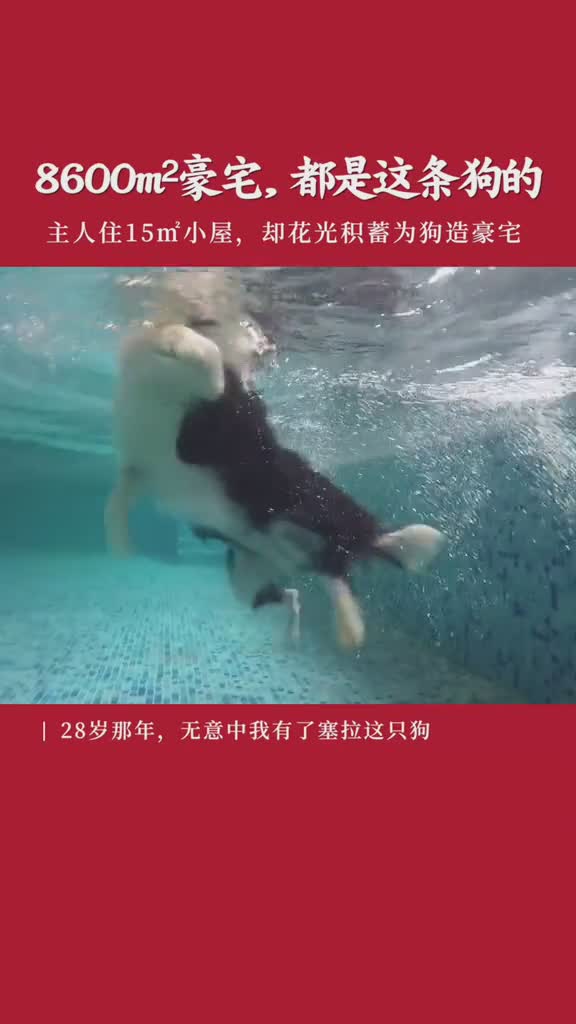 恒温泳池、一眼望不到头的草坪、到处旅游……王思聪的狗算什么?这才是狗生赢家!#萌宠#宠物#