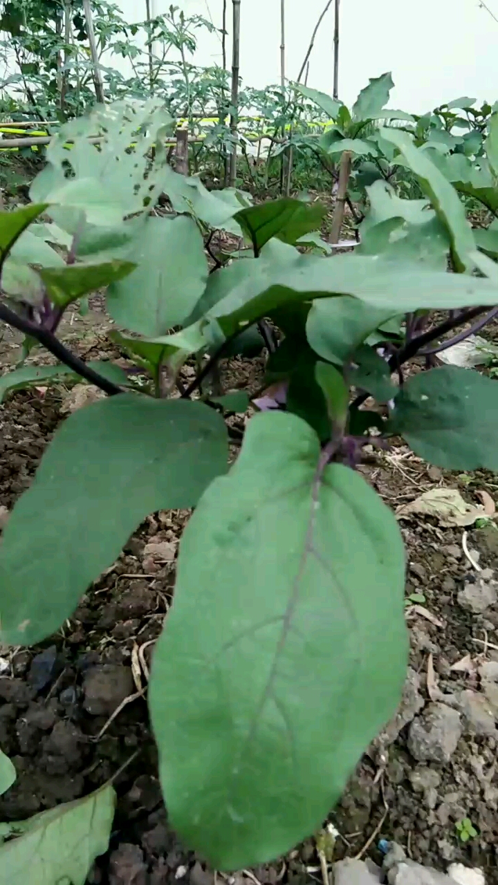 这是我们地里种的茄子又名“落苏”,是为数不多的紫色蔬菜之一,茄子的叶大是深绿色的