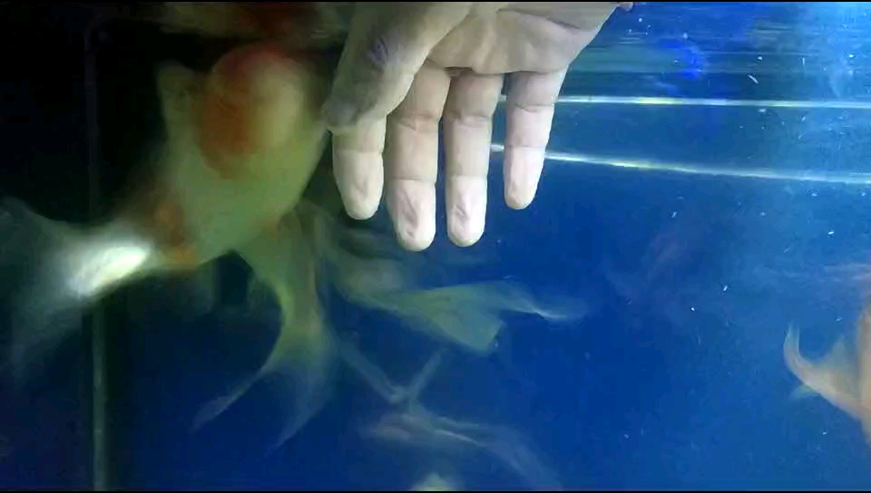 擦完鱼缸,做个鱼疗,锦鲤在手,天下我有,新的一年,喜事连连!!!