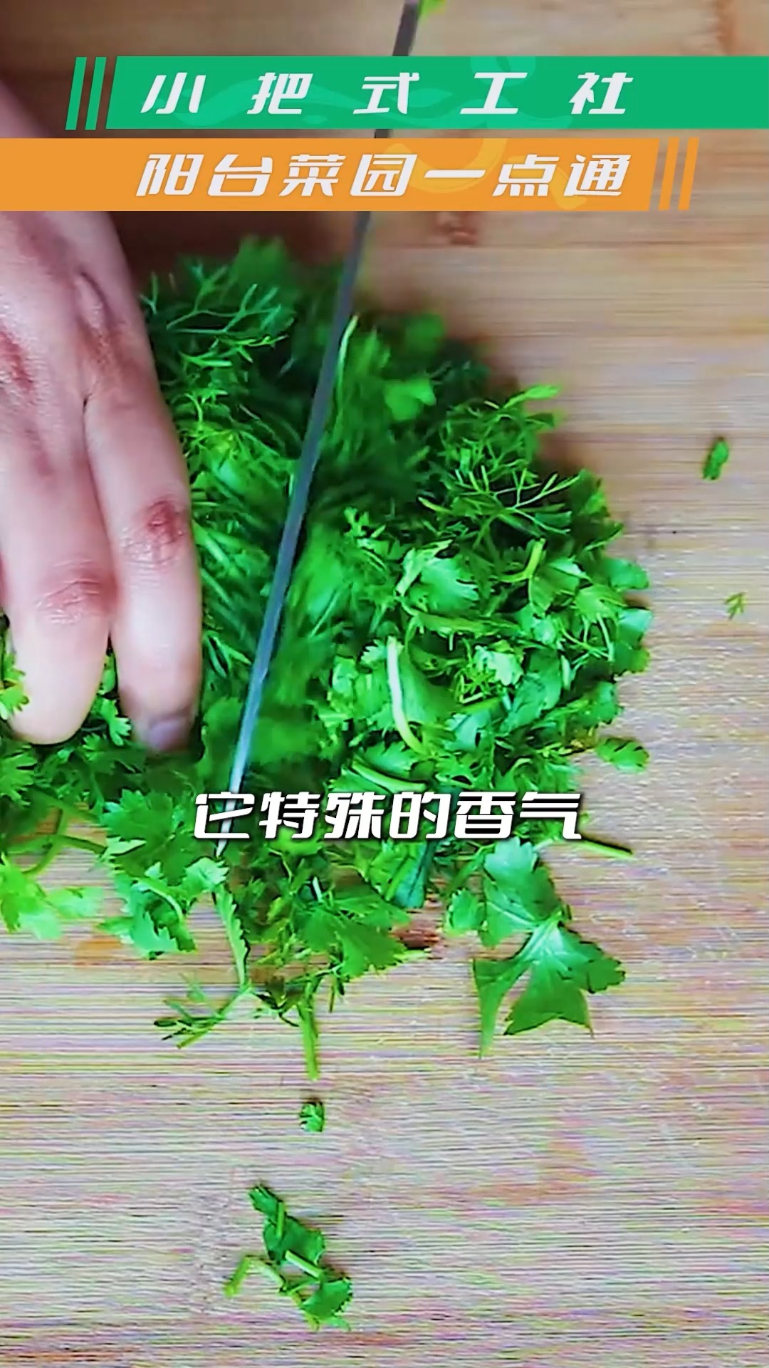 又恨又爱的芫荽、香菜—香菜的秘密