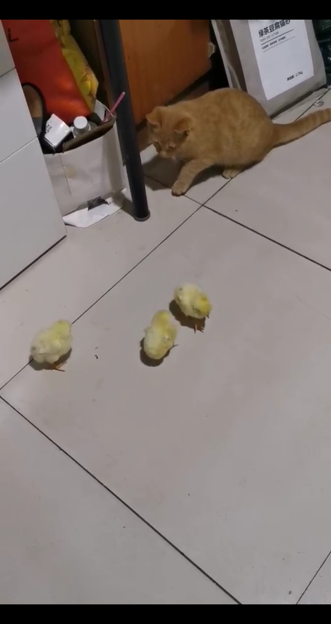 #对准窗外#猫妹想扒拉最后面的那只小鸡宝宝,这走到中间还做出个假动作