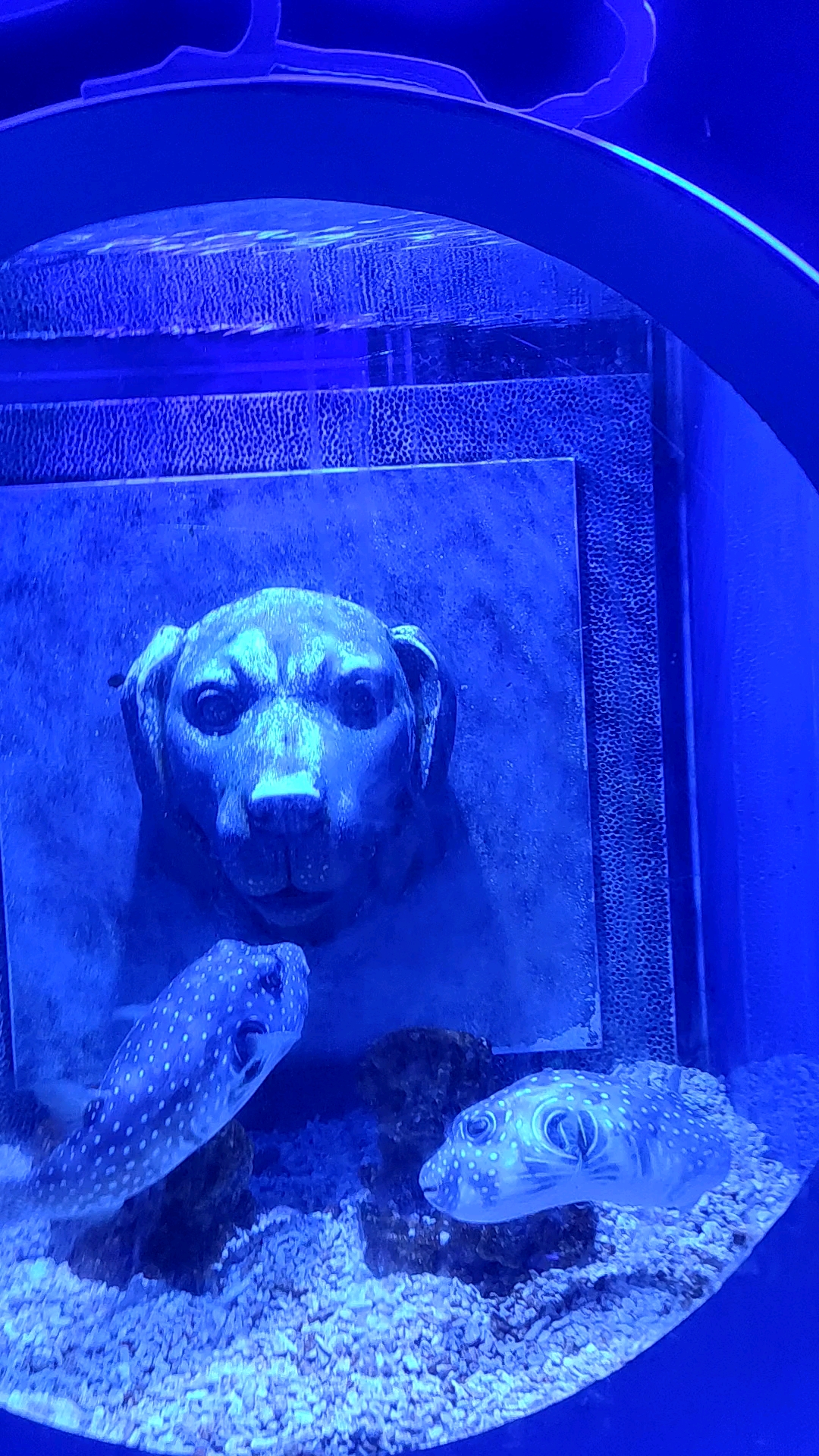 珍珠狗头鱼