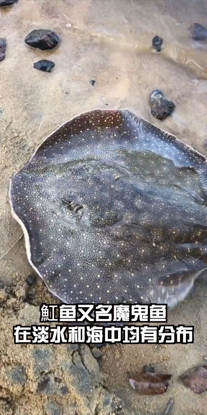 魟(hong)鱼有多可怕?木棍被鱼刺了几个洞