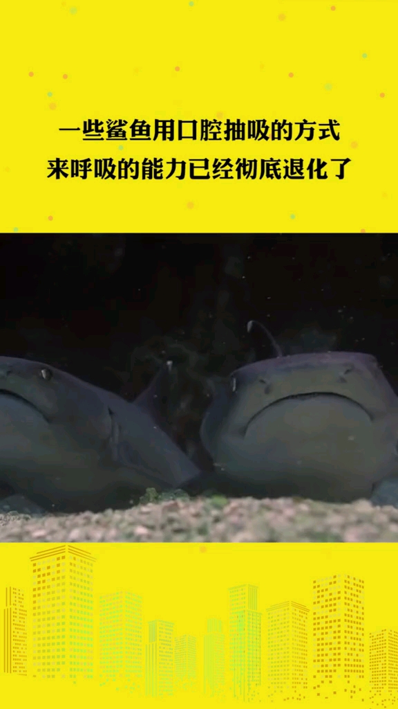 分享视频