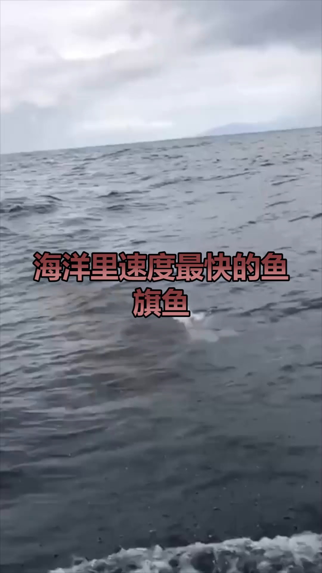 海洋里速度最快的鱼,旗鱼,其最快可达190公里/小时
