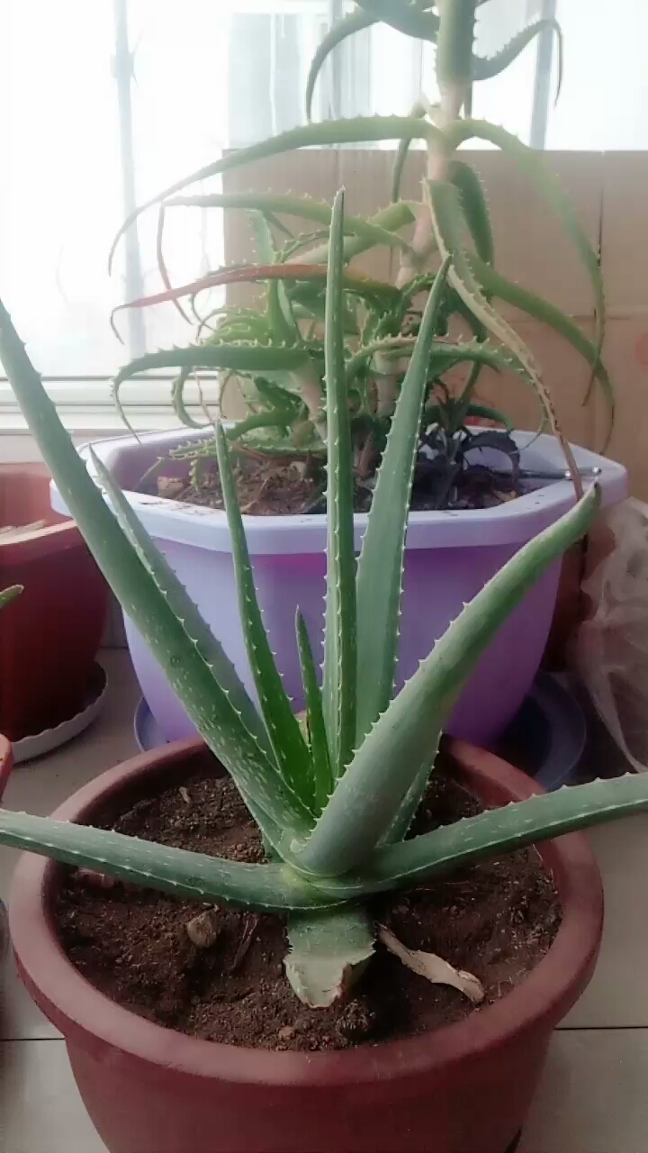 芦荟和龙爪菊