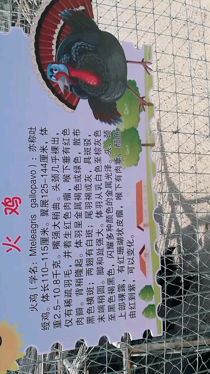 分享视频