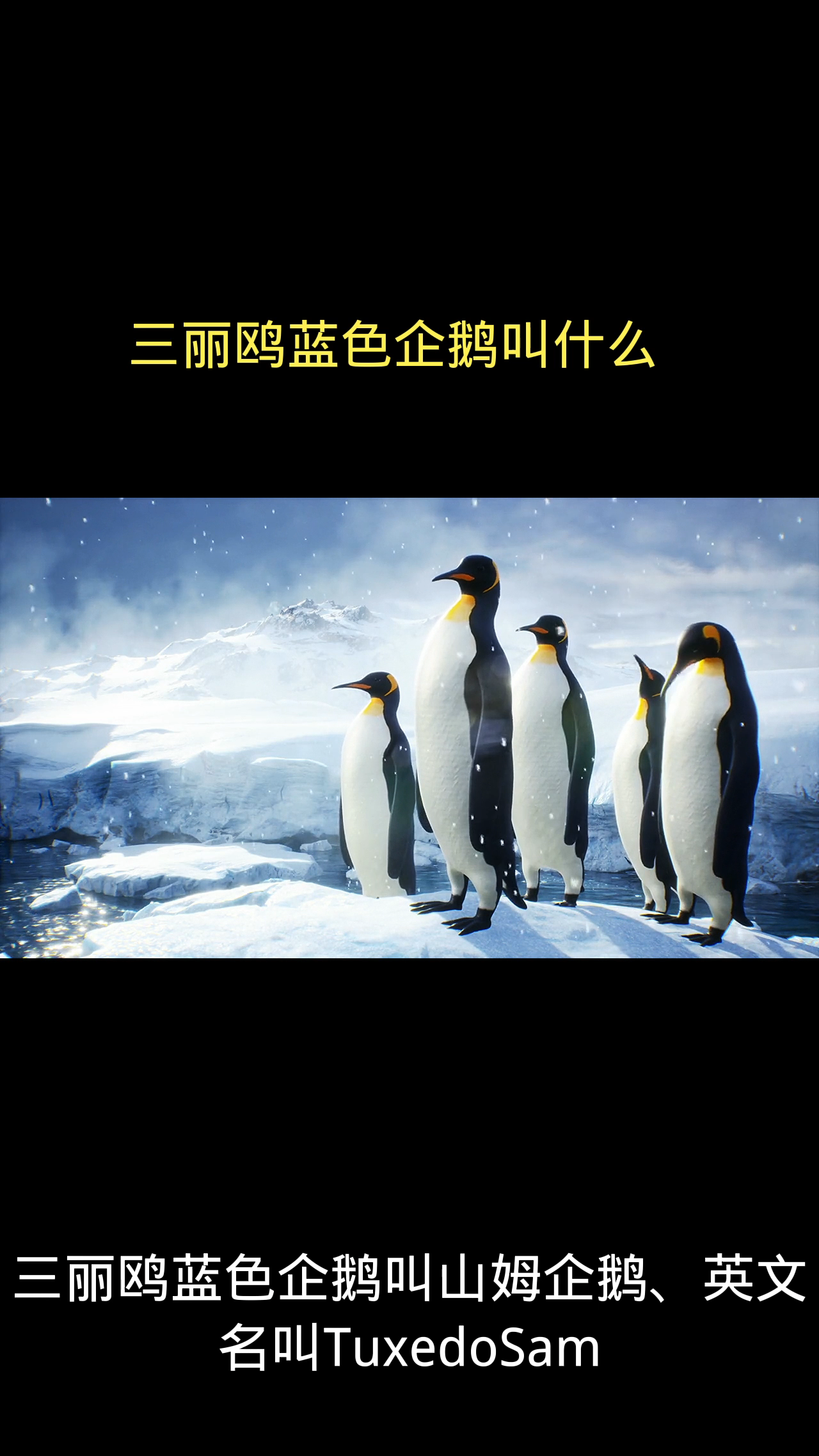 三丽鸥蓝色企鹅叫什么