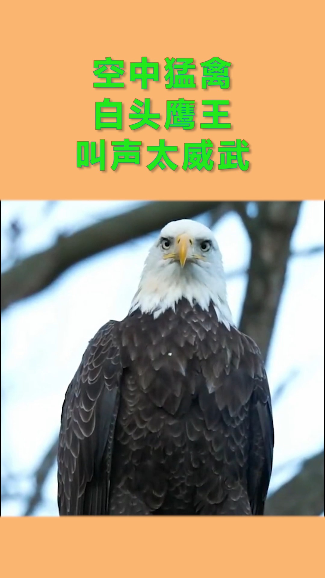 #动物世界 苍鹰是中小型猛禽,一般体长约60厘米左右,食肉性!