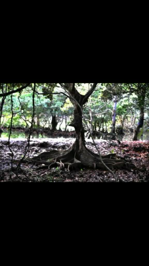 “蛇柏”相信大家也不陌生吧!在《盗墓笔记》里有提起过此树又被称为“章鱼树”也是真实存在的。