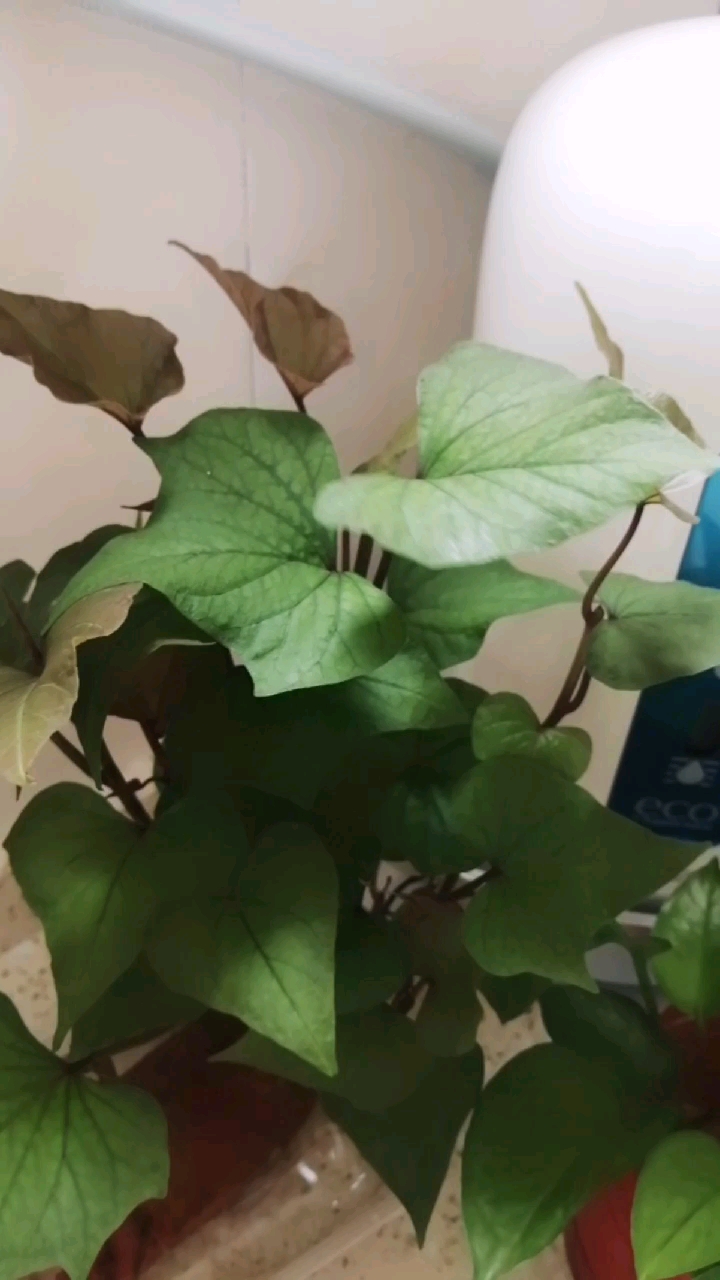 #最美人间四月天#听美女们说，用特百惠的净水器过虑出来的水养花漂亮 所以特地买了一个红薯来