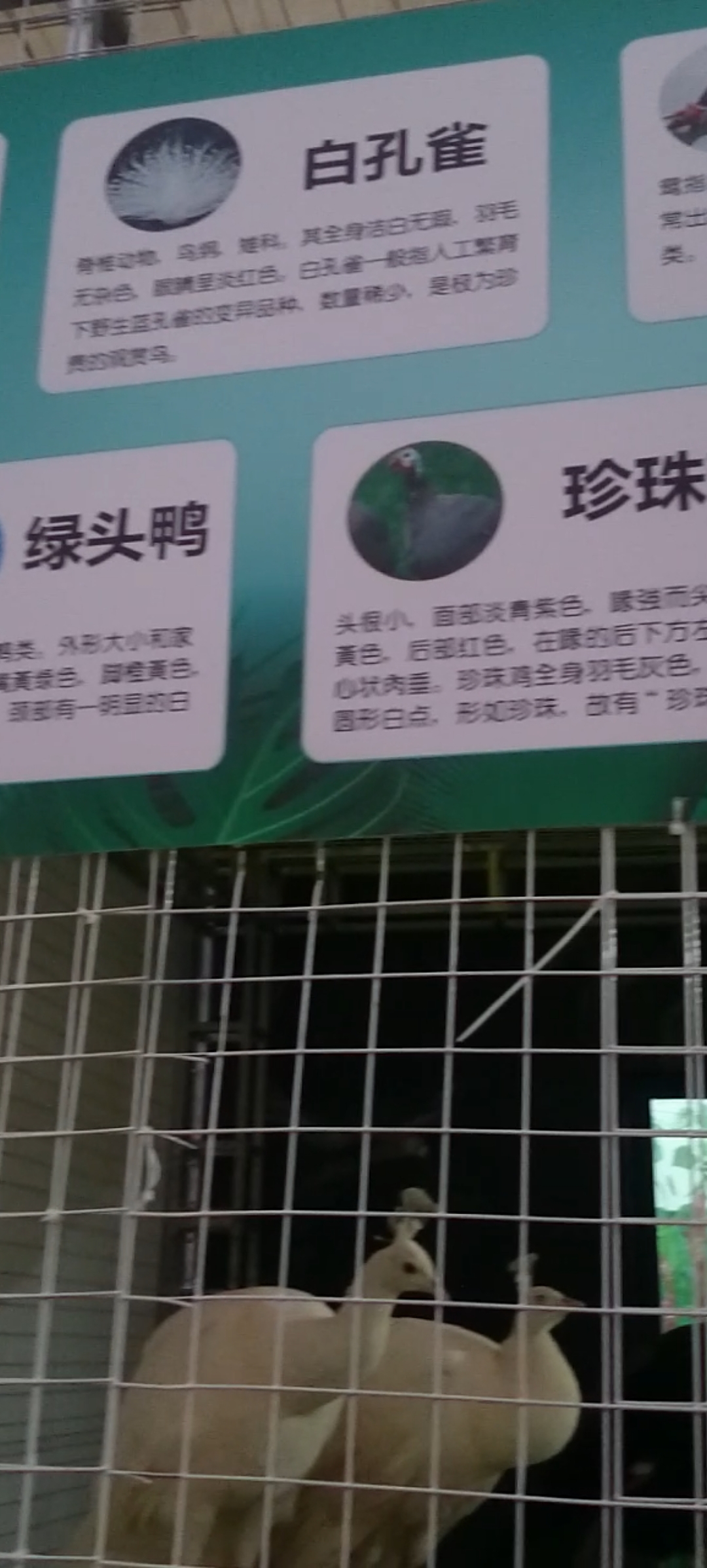 #音为有你#笼子大了…各种鸟都有…有白孔雀,元宝鸡…等等…