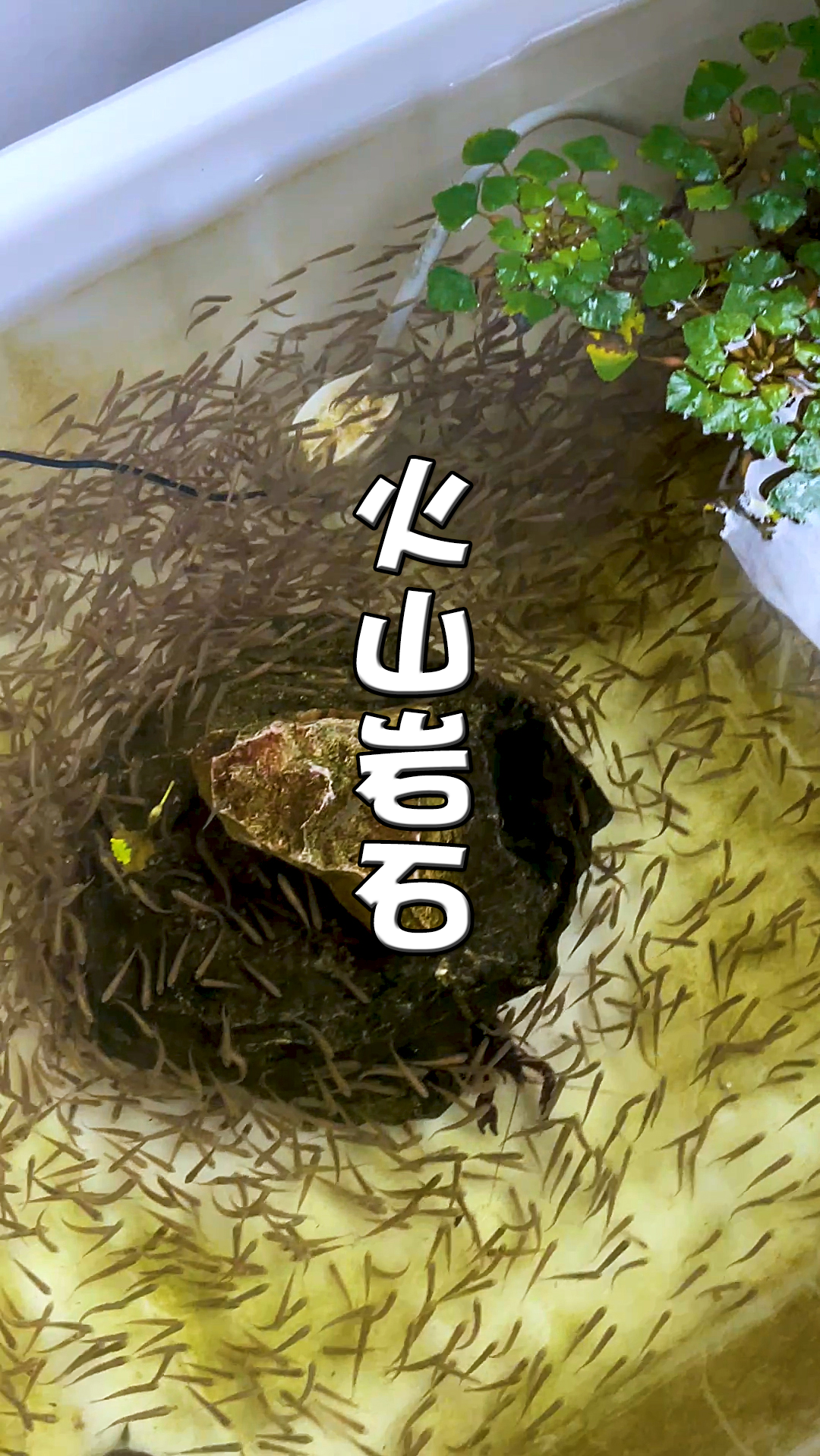 #鱼缸#自制鱼池反气举