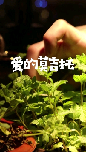莫吉托的寓意,你知道吗。为什么要放两根吸管,都是小心机。