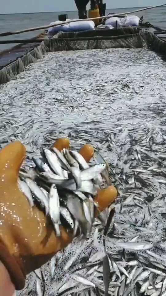 麻辣银鱼银鱼酸辣汤看到这些鱼我已经想好了菜谱