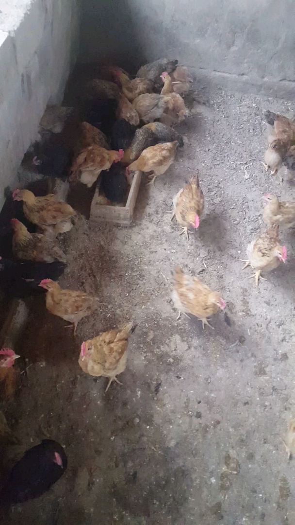 又一波土鸡苗可以自由采食了