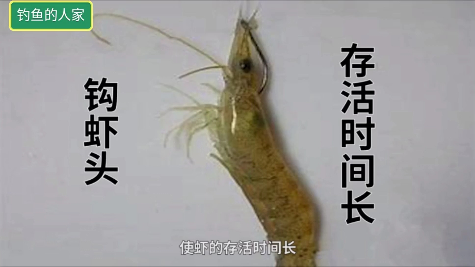 河虾钓法,小河虾挂饵装钩诱钓,新手学会后非常容易野钓大鱼