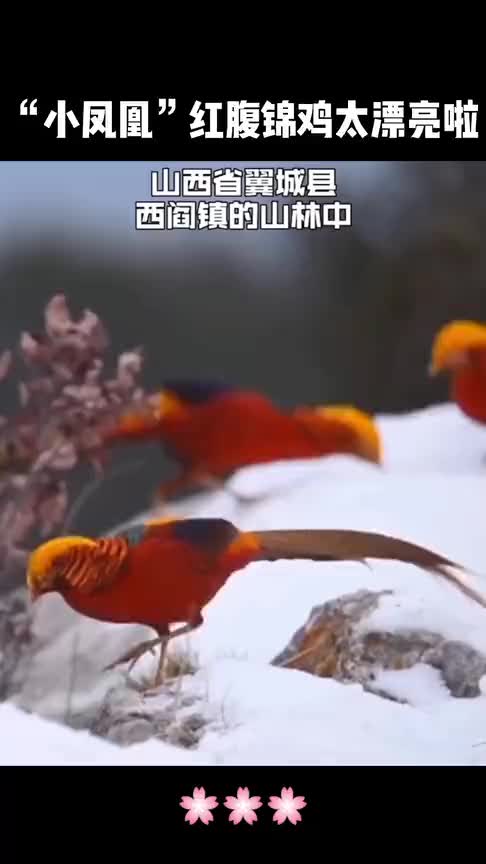 治愈!红腹锦鸡雪中觅食美得像国画,网友:太惊艳了