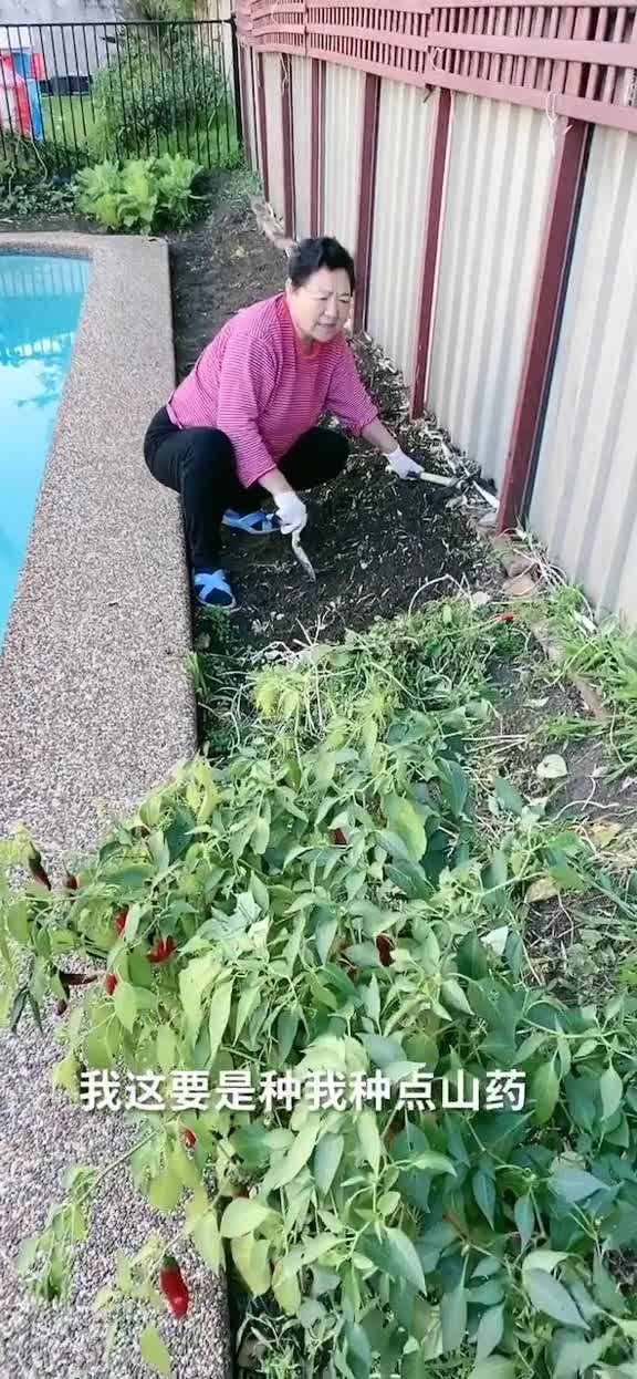 老太太闲不住泳池边上改种山药了家有一宝妈妈田菜农在家种菜