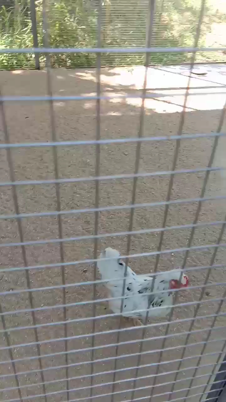 泰国白桂鸡