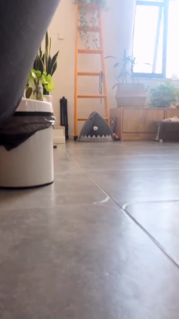 不按常理躲猫猫的泡芙喵 猫