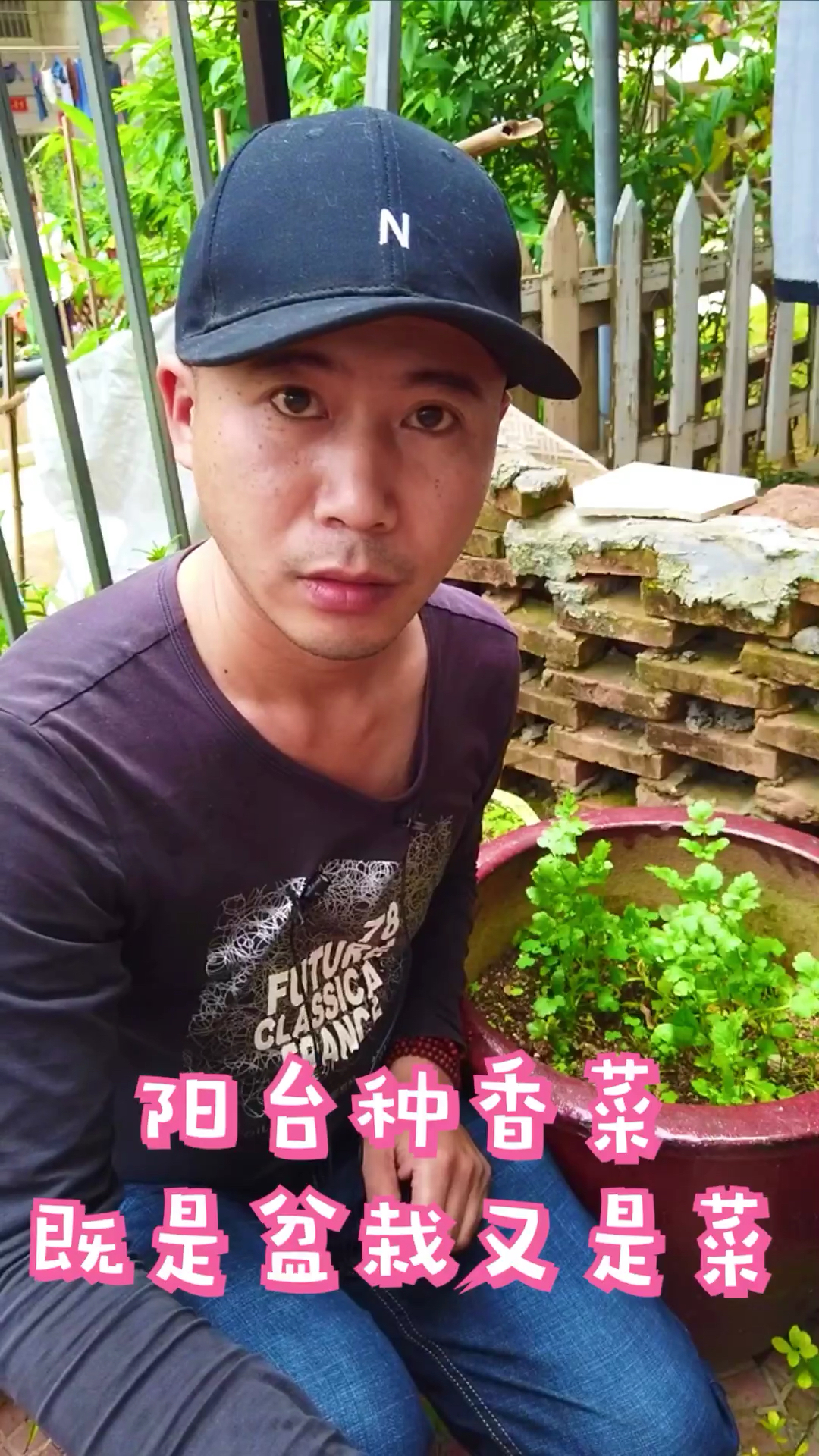 阳台种香菜,既是盆栽又是菜,说一说香菜种植技术和时间