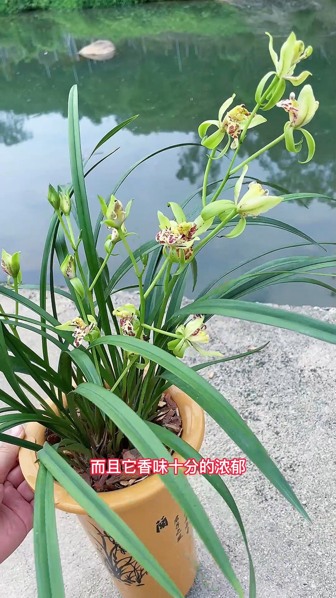 #兰花#花开像狮子头,家里摆放上这么一盆兰花,热闹非凡