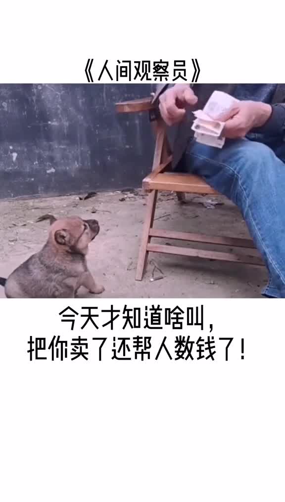 狗想说有钱真好,下辈子我也当人,挣点钱,