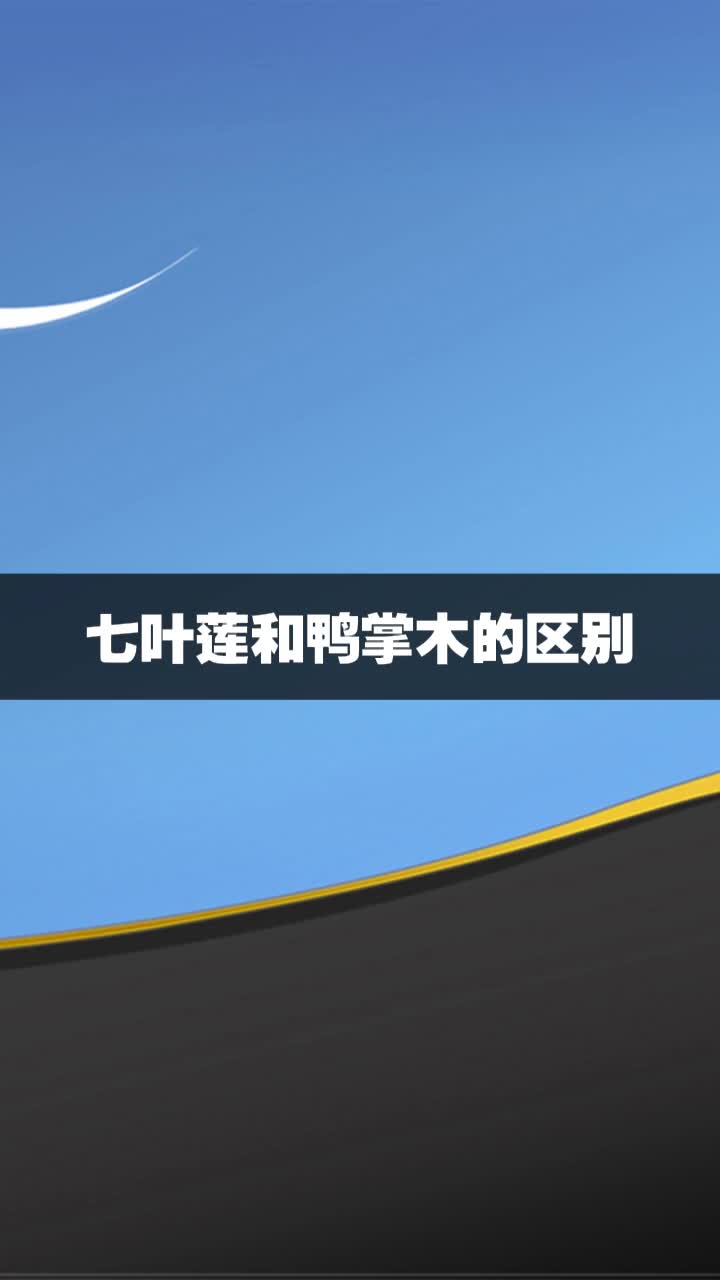 七叶莲和鸭掌木的区别