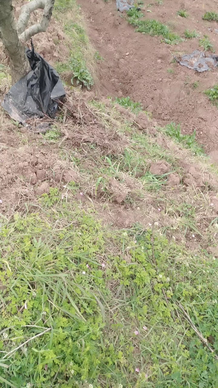 美女拍胡豆花