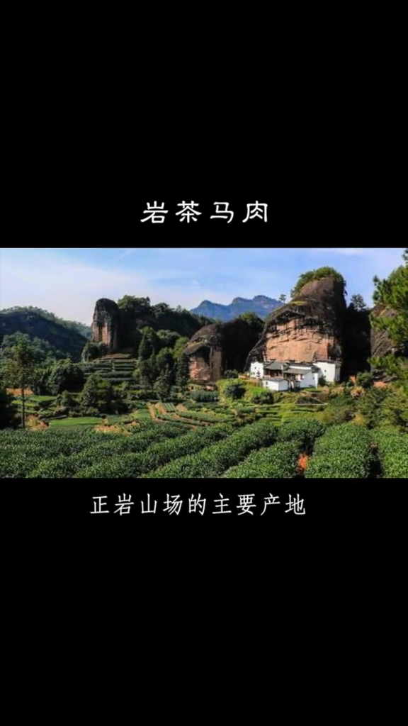 #茶与养生#茶知识
