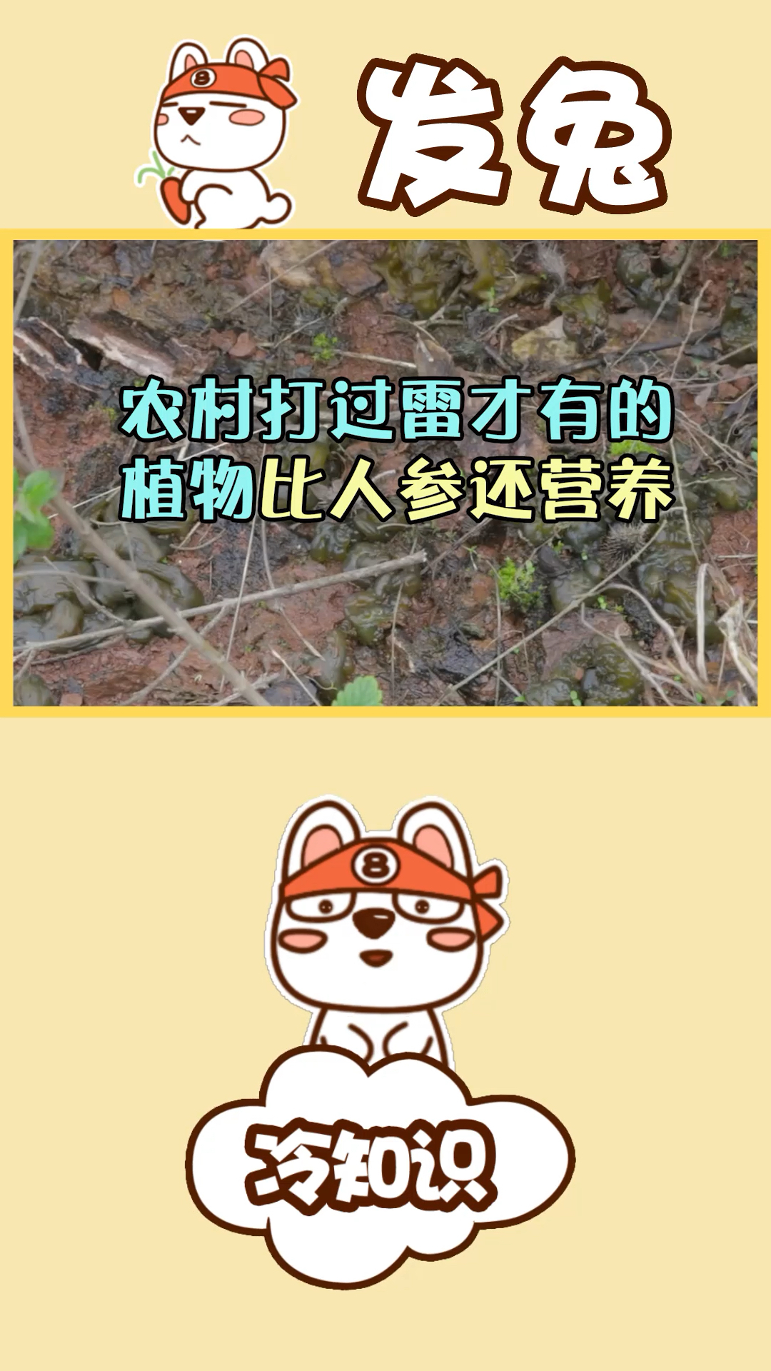 比人参还有营养的地皮菜,农村打雷后才会出现,你见过吗