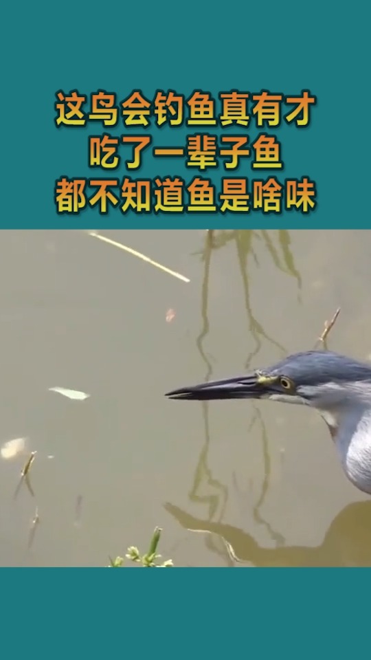 #我要上热门#这鸟会钓鱼真有才,吃了一辈子鱼,都不知道鱼是啥味
