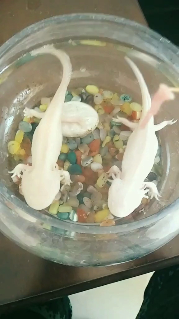 六角蝾螈