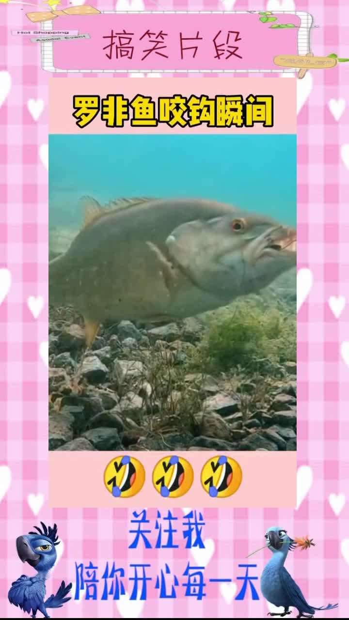 罗非鱼咬钩瞬间,没想到它居然这么警惕,估计经常受骗!,搞笑视频