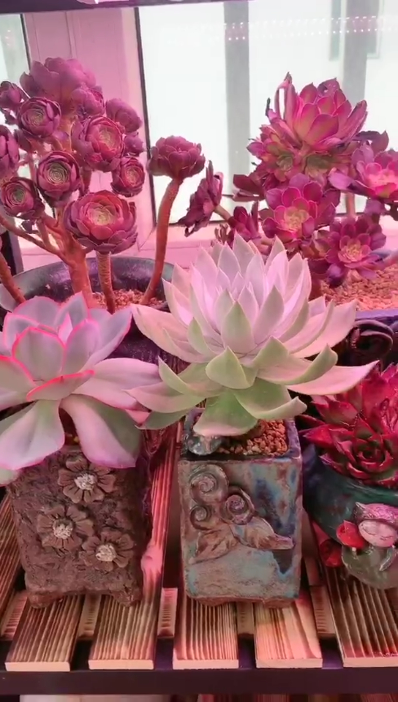 #多肉植物#我爱肉肉，不爱长肉肉