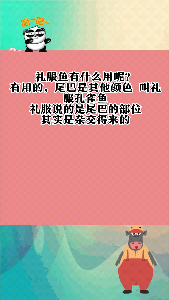 礼服鱼有什么用呢?