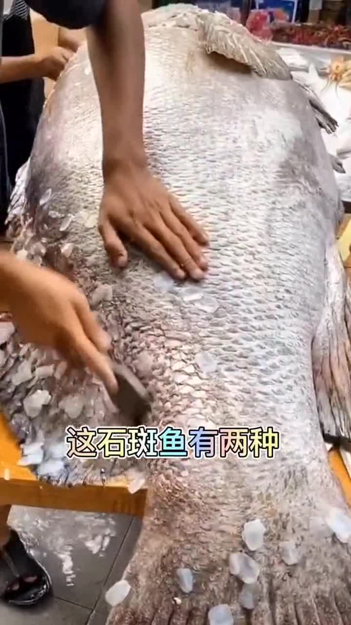 泰国的清水鱼,个个体型巨大,当地人也不知道什么原因!