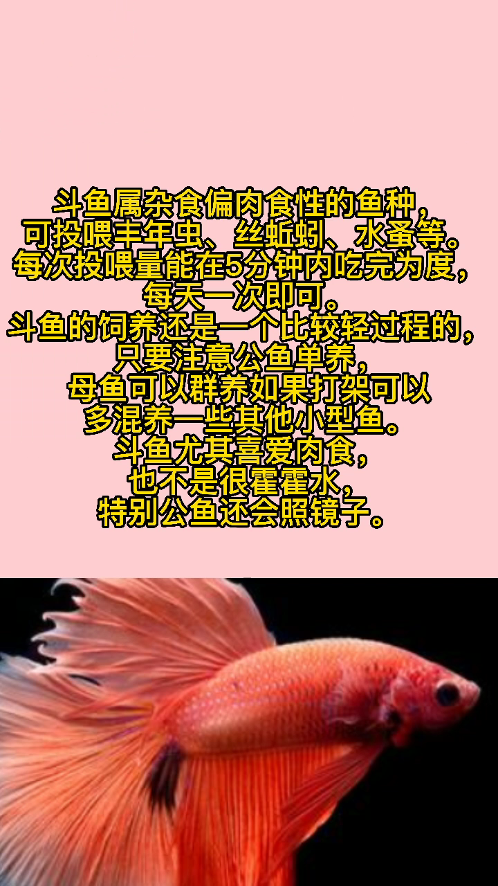 斗鱼吃什么    
