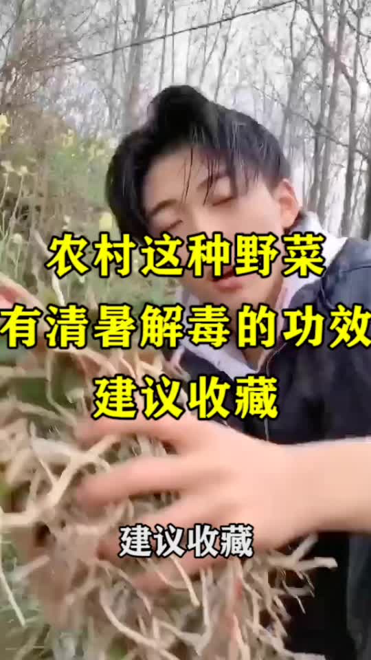 农村这种野菜,有清暑解毒的功效 建议收藏