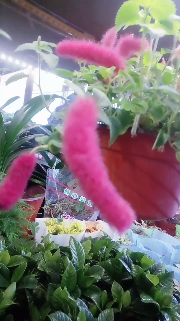 美丽的花朵静静绽放。