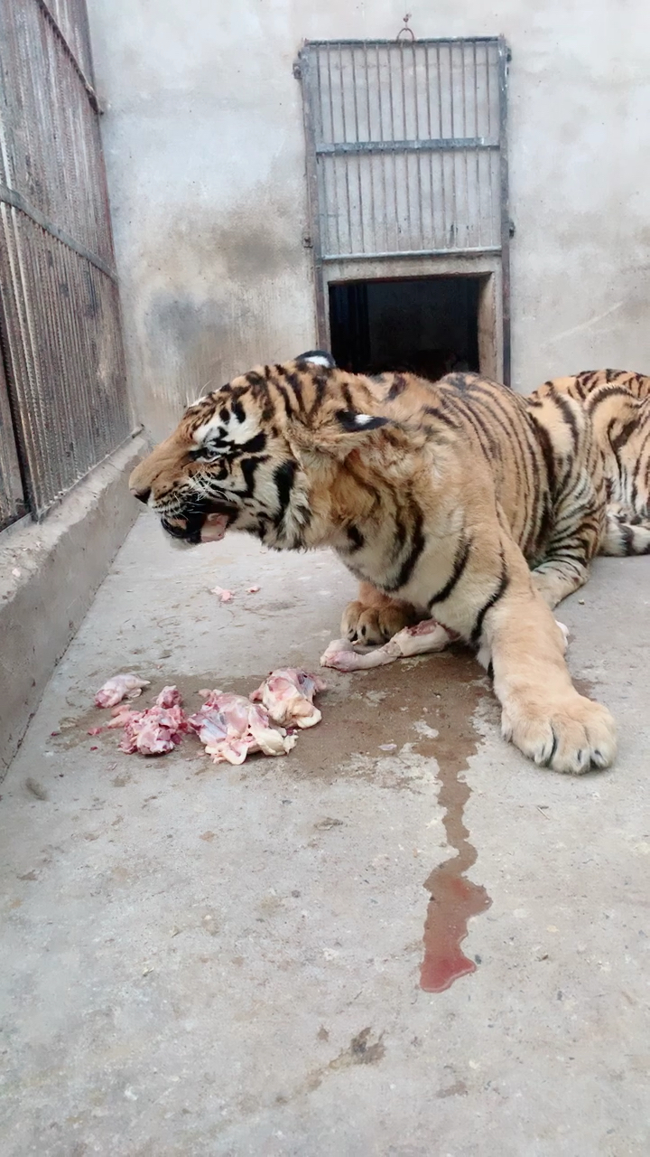 老虎吃肉